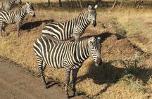 7 Days Adventurous Maasai Mara – Naivasha – Nakuru – Amboseli