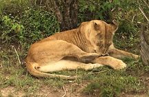 7 Days Adventurous Maasai Mara – Naivasha – Nakuru – Amboseli