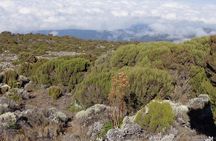 1 Day Kilimanjaro Climb via Machame Route