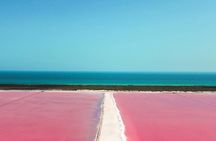 Explore Las Coloradas & Rio Lagartos from Riviera Maya 