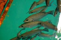 “Mermaids & Mediterranean Magic: Tarpon Springs & Weeki Wachee”