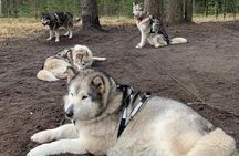 Ultimate Husky dog sledding experience in Latvia - Private tour from Riga