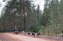 Ultimate Husky dog sledding experience in Latvia - Private tour from Riga
