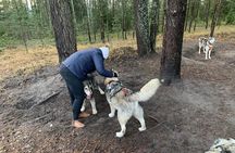 Ultimate Husky dog sledding experience in Latvia - Private tour from Riga
