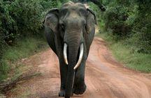 Yala Safari Jeep tour with Abraham Travel