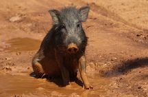 Yala Safari Jeep tour with Abraham Travel
