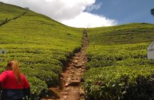 Private all inclusive Day tour Kandy, Pinnawala, & your own selected attractions