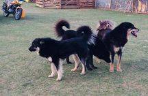 10 Days Gobi Desert and Express Mongolia