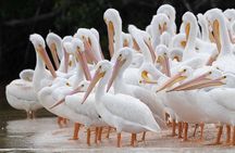 Two-Hour Everglades National Park Dolphin, Birding and Wildlife Boat Tour