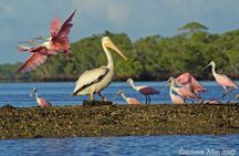 Two-Hour Everglades National Park Dolphin, Birding and Wildlife Boat Tour