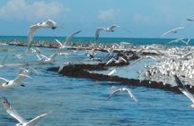 Two-Hour Everglades National Park Dolphin, Birding and Wildlife Boat Tour