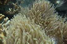 Cham Island Sea Trek and Snorkeling by Speedboat