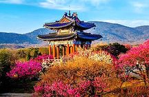 Half-Day Nanjing Purple Mountain Private Tour in Your Way