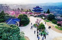 Private In-Depth Day Tour of Nanjing Purple Mountain with Lunch
