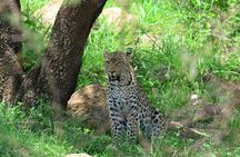 African Safari in Pilanesberg National Park - 1 day adventure