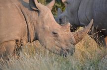 African Safari in Pilanesberg National Park - 1 day adventure