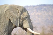 African Safari in Pilanesberg National Park - 1 day adventure