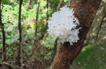 Private Nature Tours & Trail 1 to 5 persons