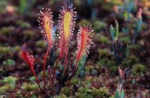 Bog-shoe Hiking Tour