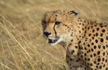 7 Days Special Kenya safari