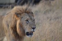 7 Days Special Kenya safari
