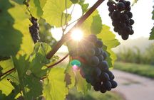 Moldova Wine Experience – Château Purcari & Asconi Winery