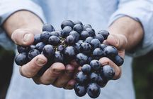 Moldova Wine Experience – Château Purcari & Asconi Winery