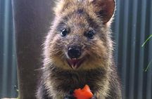 Kuranda Koala Gardens and Birdworld Admission Tickets