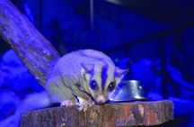 Kuranda Koala Gardens and Birdworld Admission Tickets