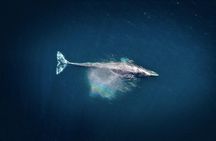2-Hour Whale Watching from Oahu