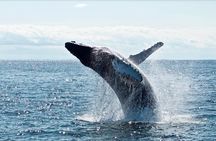 2-Hour Whale Watching from Oahu