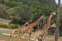 See Panda Guangzhou Chimelong Safari Park and Circus Private Tour
