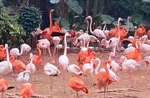See Panda Guangzhou Chimelong Safari Park and Circus Private Tour
