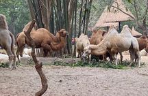 See Panda Guangzhou Chimelong Safari Park and Circus Private Tour