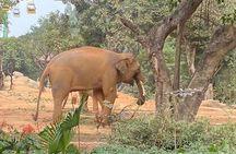 See Panda Guangzhou Chimelong Safari Park and Circus Private Tour