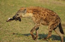 3 Days Amboseli National Park