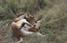 Tarangire -Serengeti & Ngorongoro Crater Budget camping safari 