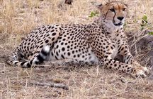 Tarangire -Serengeti & Ngorongoro Crater Budget camping safari 