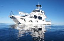 Swim With Wild Dolphins in Tauranga