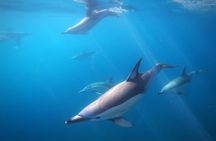 Swim With Wild Dolphins in Tauranga