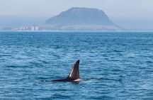 Wild Dolphin Encounter in Tauranga