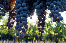 "Premium Wine Tour" Viña Cousiño Macul Official english