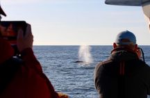 Whale watching & sightseeing tour in Ucluelet, Vancouver Island 