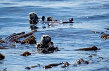 Whale watching & sightseeing tour in Ucluelet, Vancouver Island 