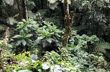 6 Days Rwanda Uganda Budget Wildlife Safari