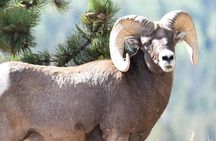 Lower Valley Tour RMNP