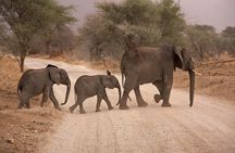 2 Day Zulu Safari Adventure from Durban