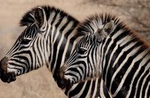 Luxury 5-Day Lesotho, Drakensberg & Safari Tour from Durban
