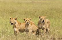 5 Day: Spectacular View of Ngorongoro Crater