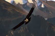 The Condor Canyon in Chonta 1 Day - Private Service